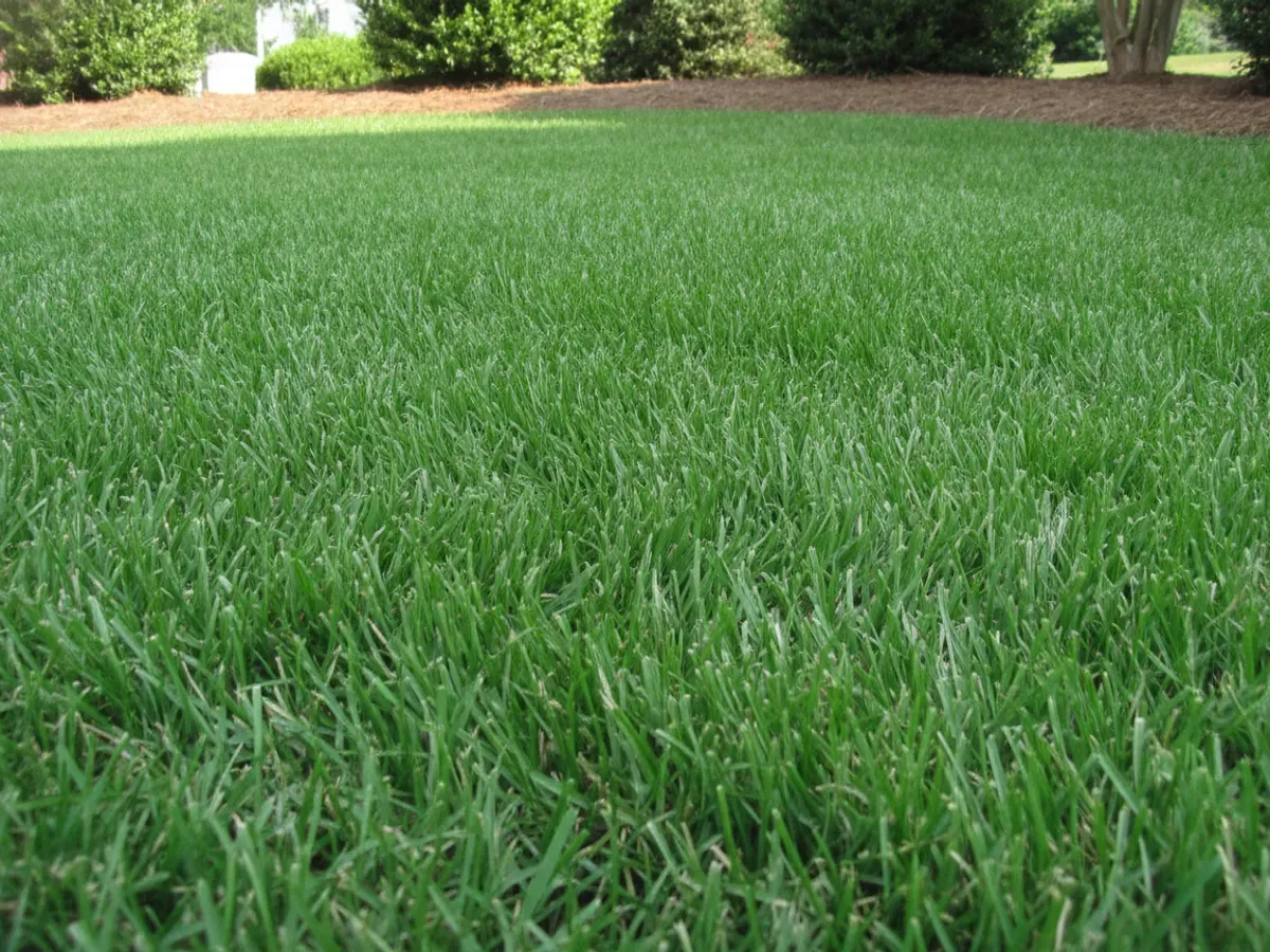 A dense, healthy, uniformly green warm-season lawn with fine even texture beside a mulched bed